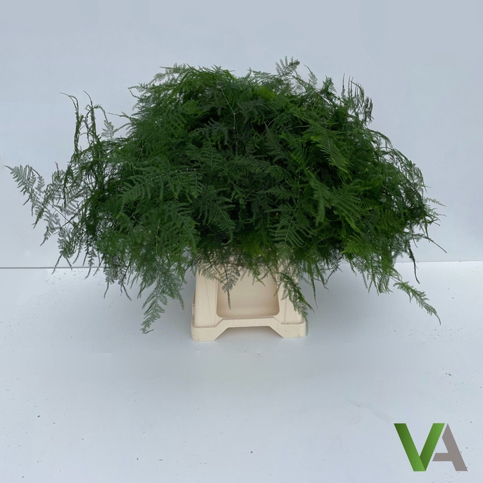 <h4>ASPARAGUS SETACEUS</h4>