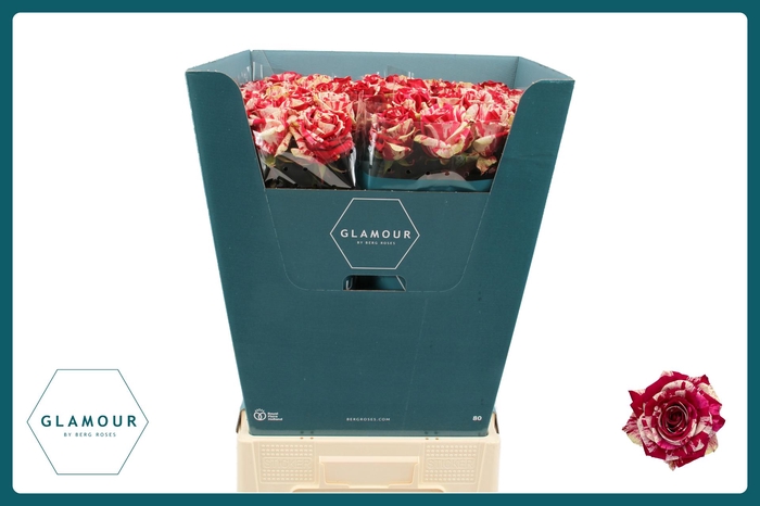 <h4>R GR HARLEQUIN GLAMOUR</h4>