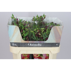 Alstro Charm Purplex