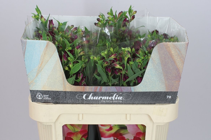 <h4>Alstro Charm Purplex</h4>