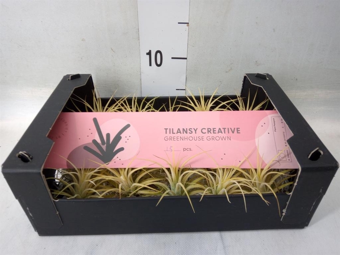 <h4>Tillandsia ionantha</h4>