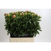 Paeonia Coral Sunset