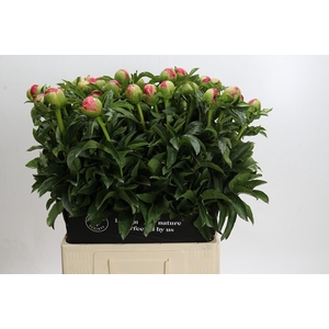 Paeonia Coral Sunset