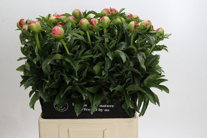 <h4>Paeonia Coral Sunset</h4>