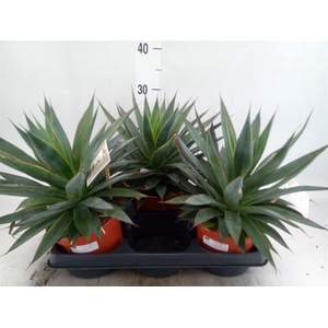 Agave  'Shaka Zulu'