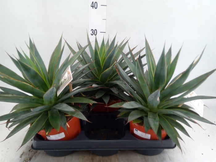 Agave  'Shaka Zulu'