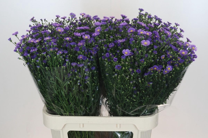 <h4>Aster Casamare</h4>