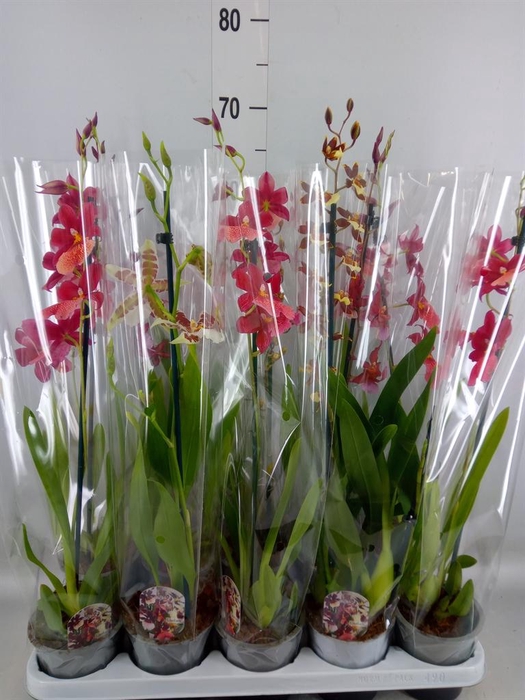 <h4>Cambria   ...mix</h4>