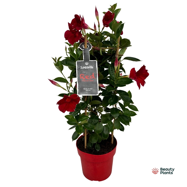 Mandevilla Sundaville Classic Red in toren (Dipladenia)