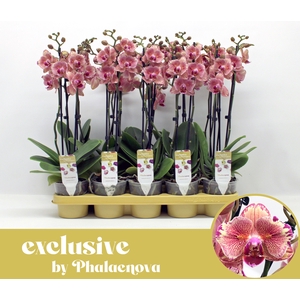 Pirate picotee peloric 2-tak 60cm (GROEN)