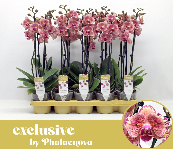 <h4>Pirate picotee peloric 2-tak 60cm (GROEN)</h4>