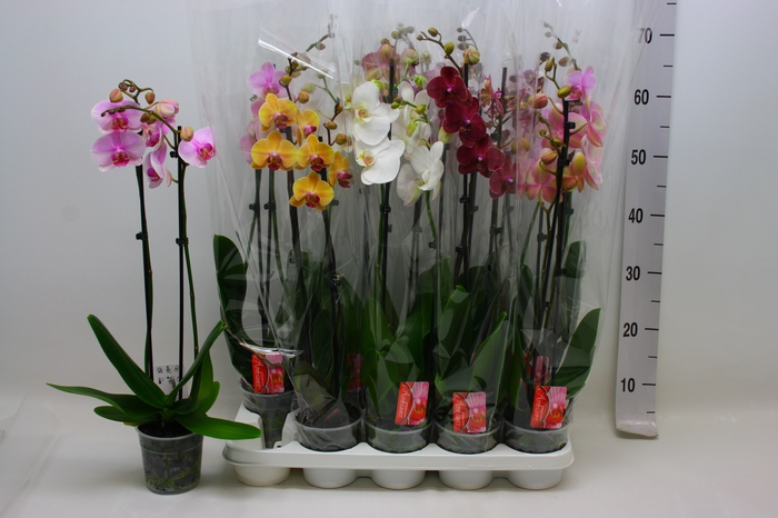 <h4>PHAL GEM 7 KL</h4>