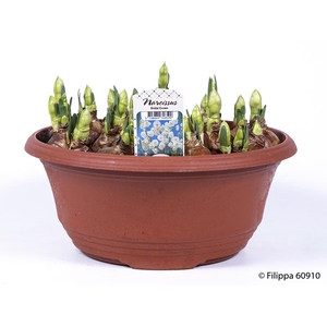 NARCISSUS MEDIOLUTEUS