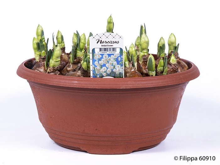 <h4>NARCISSUS MEDIOLUTEUS</h4>