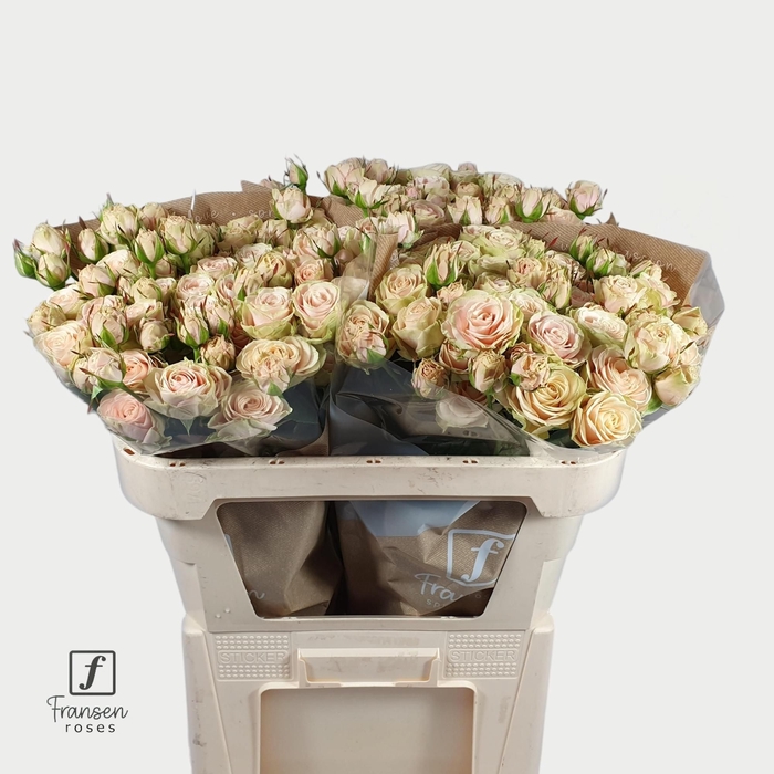 <h4>Rozen Rosa tros Whitney</h4>