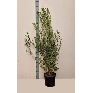 OLEA EUROPAEA