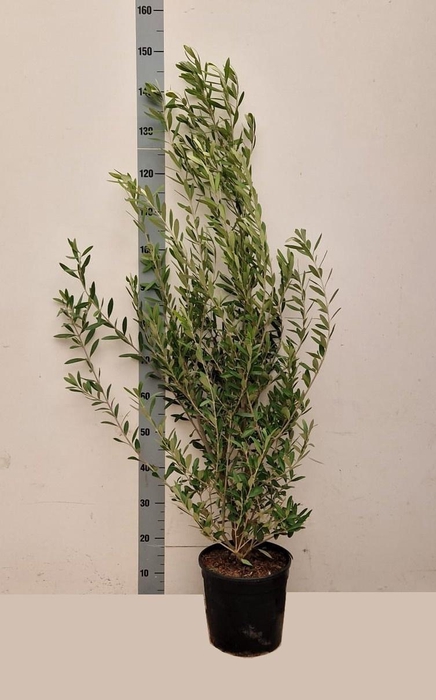 <h4>OLEA EUROPAEA</h4>