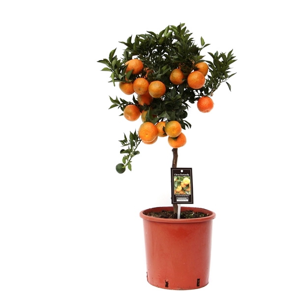 <h4>Citrus Mandarin</h4>