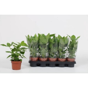 Fatsia japonica 12Ø 30cm