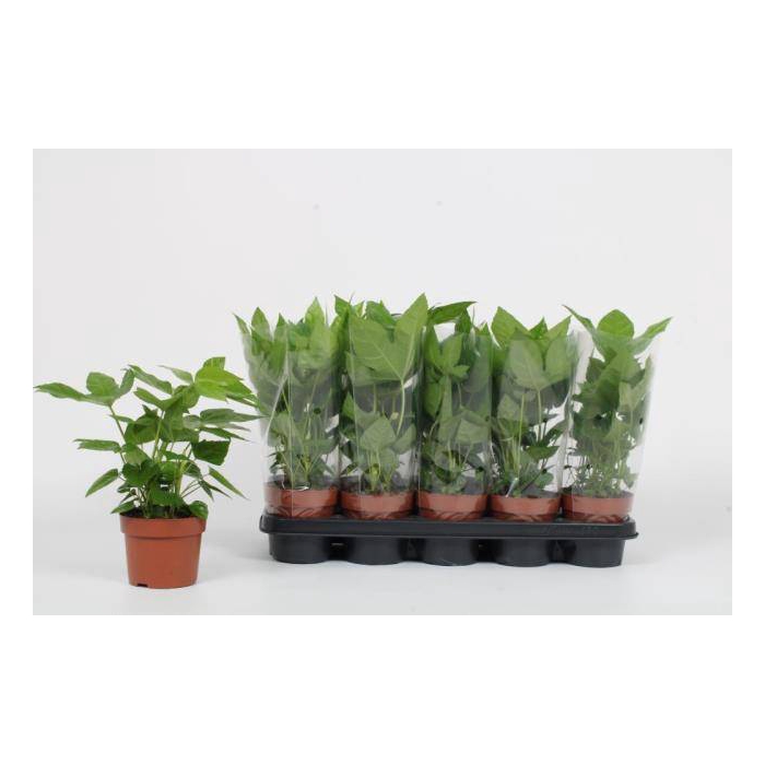 <h4>Fatsia japonica 12Ø 30cm</h4>