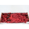PF EUC STUART RED BS 150GR