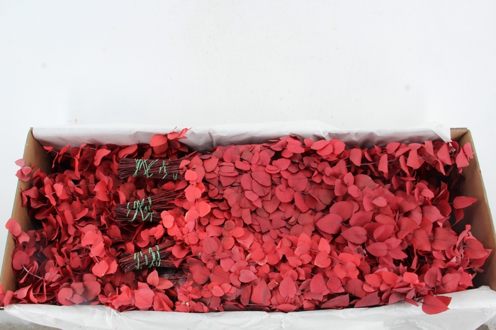 PF EUC STUART RED BS 150GR