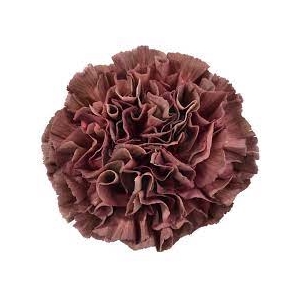 DI ST COPPER EXTASIS