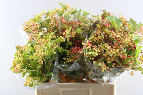 <h4>Viburnum Op Compactum Ouddijk</h4>