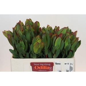 LEUCAD LAUREL YELLOW