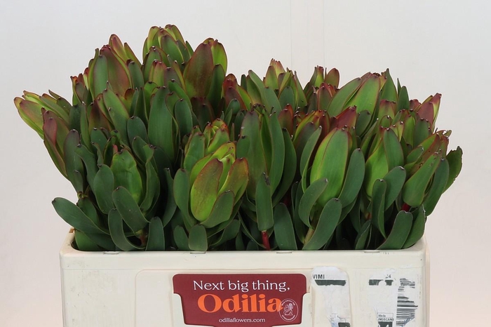 <h4>LEUCAD LAUREL YELLOW</h4>