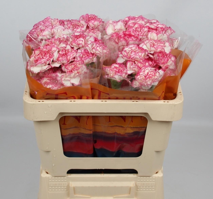 <h4>DI ST KOMACHI</h4>