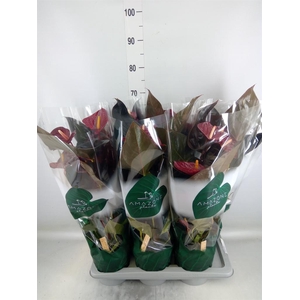 Anthurium andr. 'Delicata'