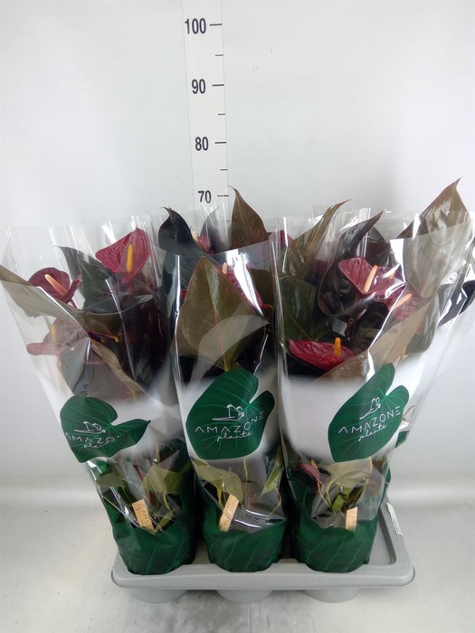 <h4>Anthurium andr. 'Delicata'</h4>