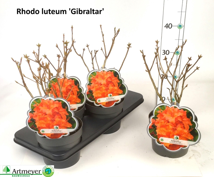 <h4>RHOD LUTEUM</h4>