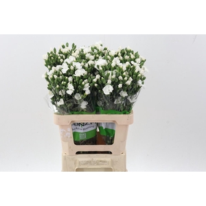 Di Tr Solomio Ard X20