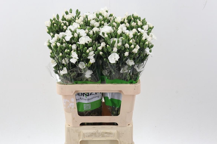 <h4>Di Tr Solomio Ard X20</h4>