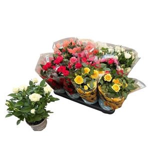 RO KORDANA GEM 5 SRT