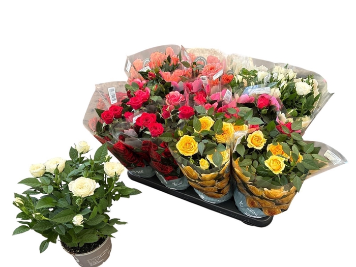 <h4>RO KORDANA GEM 5 SRT</h4>