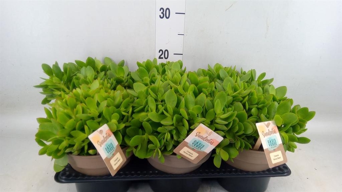 <h4>Crassula ...</h4>