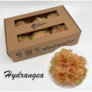 Zijde Wax-Hydrangea Hydr Wax Zijde Perzik