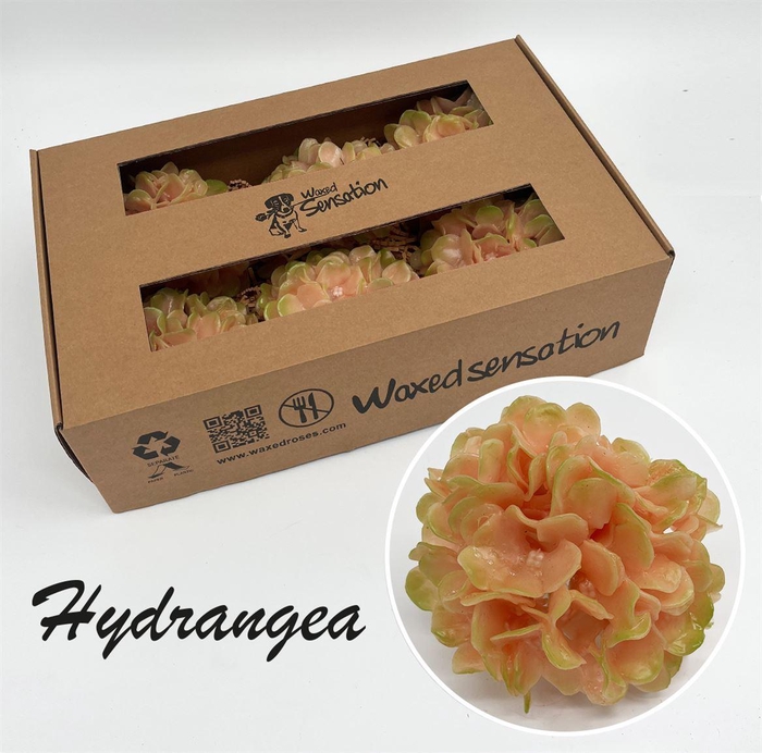 <h4>Zijde Wax-Hydrangea Hydr Wax Zijde Perzik</h4>