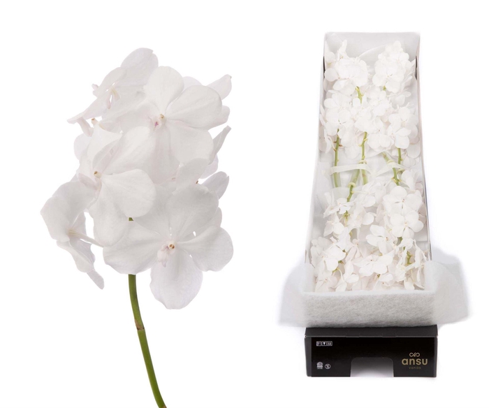 <h4>Vanda  'Tayanee Diamond White'</h4>