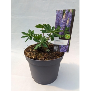Lupinus 'West Country' Persian Slipper - 23 cm