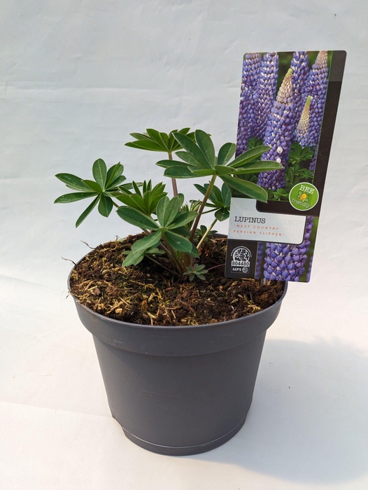 <h4>Lupinus 'West Country' Persian Slipper - 23 cm</h4>