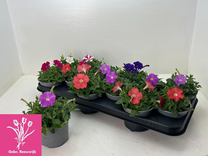 <h4>PET PICOB GEM</h4>