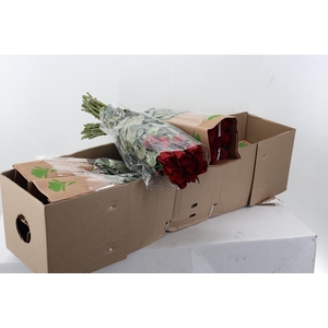 R Gr Freedom BOX 50cm Funza