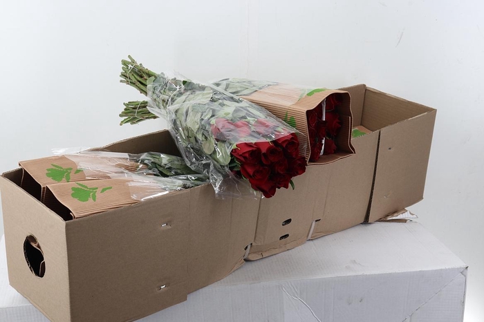 <h4>R Gr Freedom BOX 50cm Funza</h4>