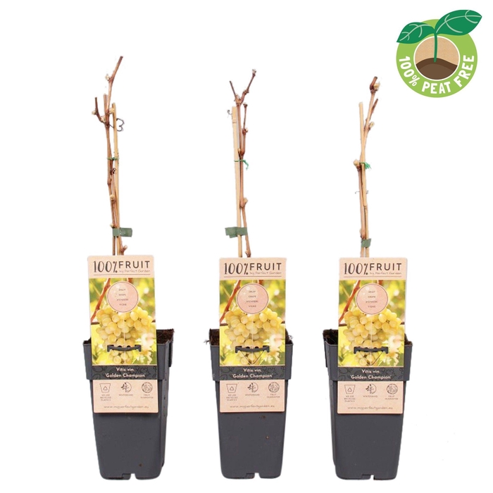 <h4>Vitis vinifera 'Golden Champion', P15</h4>