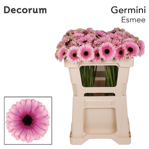 Germini Esmee Water x60