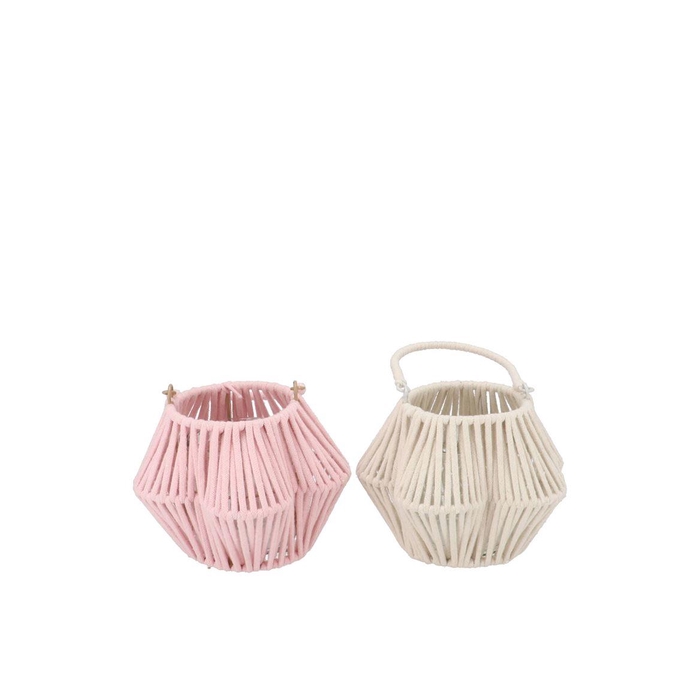 <h4>Cruz Pink White Lantern Flower Ass 10x16x11cm</h4>
